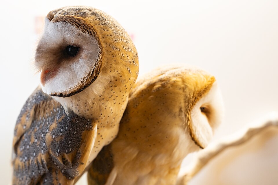 フクロウの写真
