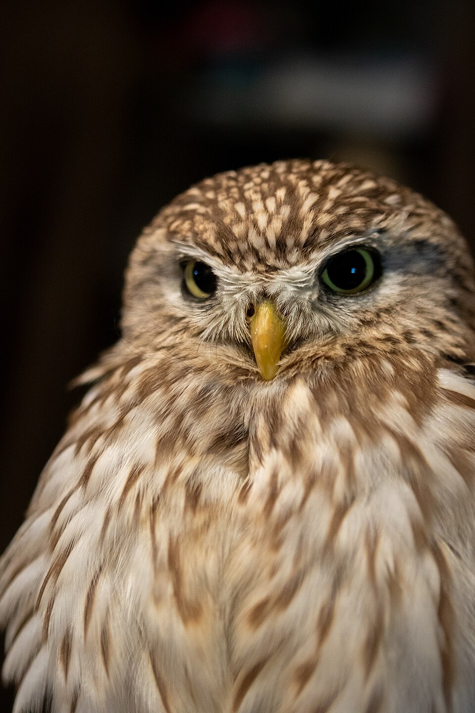 フクロウの写真