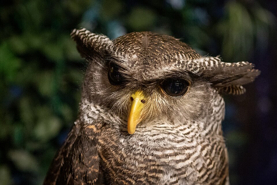 フクロウの写真